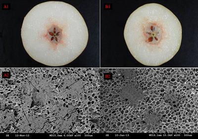 Effects on stone cell development and lignin deposition in pears by different pollinators